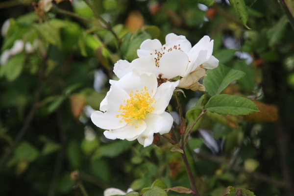 photo of Field Rose