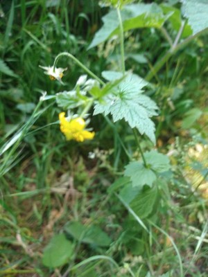 photo of Wood Avens