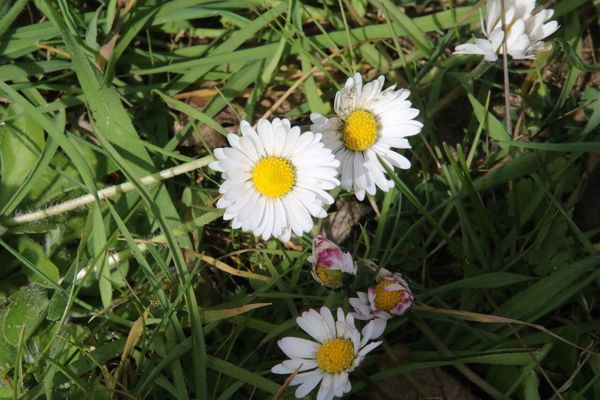 photo of Daisy