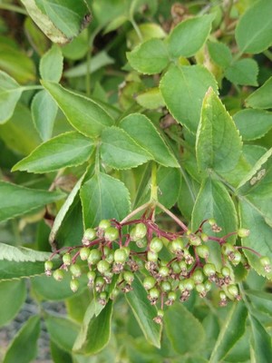 photo of Elder
