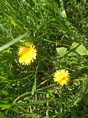 photo of Dandelion