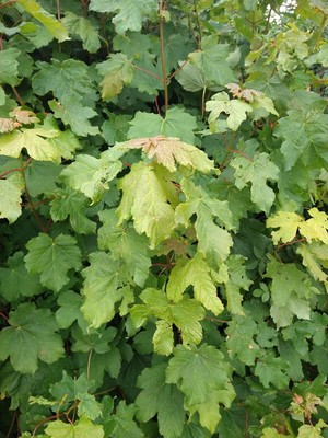 photo of Sycamore