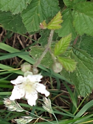 photo of Dewberry