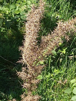 photo of Gorse