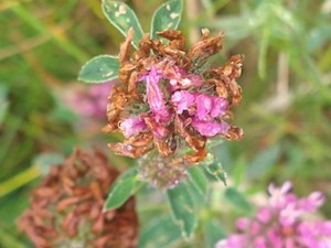 photo of Red Clover