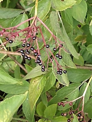 photo of Elder
