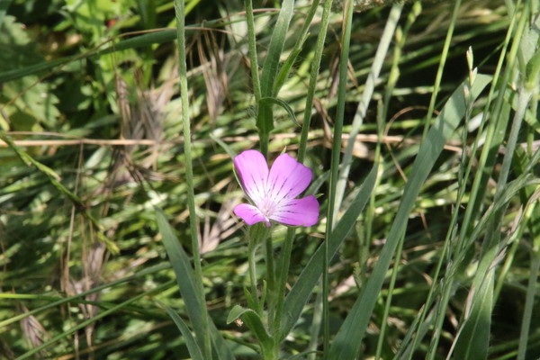 photo of Corncockle