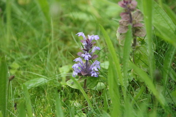 photo of Bugle