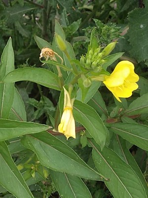 photo of Common Evening Primrose