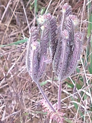 photo of Phacelia
