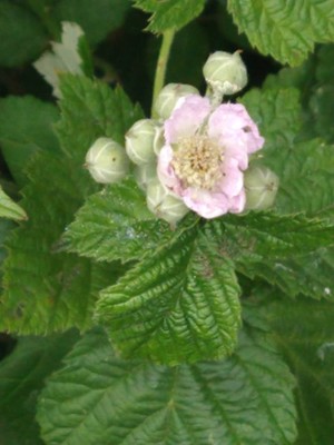 photo of Dewberry