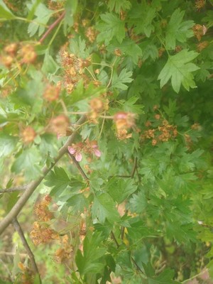 photo of Hawthorn