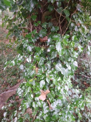 photo of Ivy
