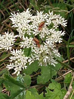 photo of Hogweed