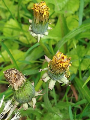 photo of Dandelion