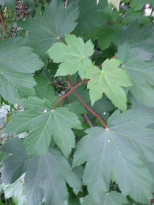 photo of Sycamore