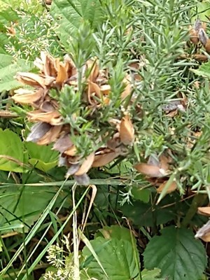 photo of Gorse