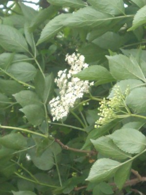 photo of Elder