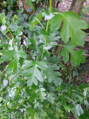 photo of Hawthorn