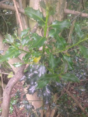 photo of Holly