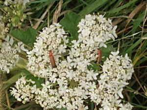 photo of Hogweed