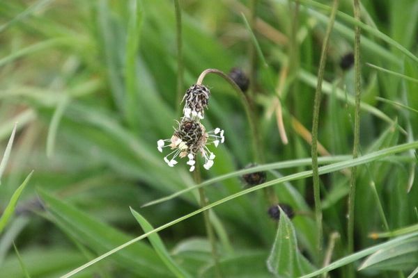 photo of Ribwort Plantain