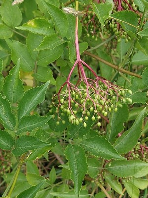 photo of Elder