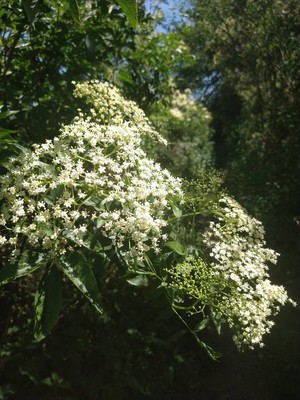 photo of Elder