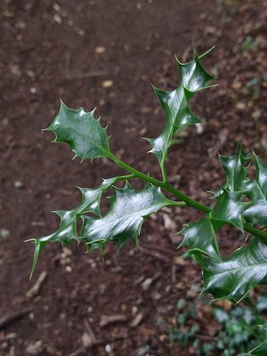 photo of Holly