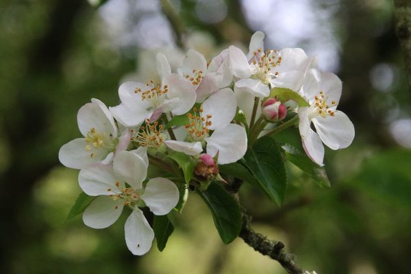 photo of Crab Apple