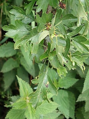 photo of Hawthorn