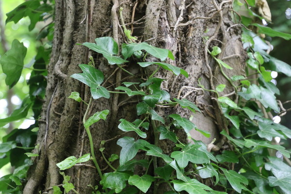 photo of Ivy