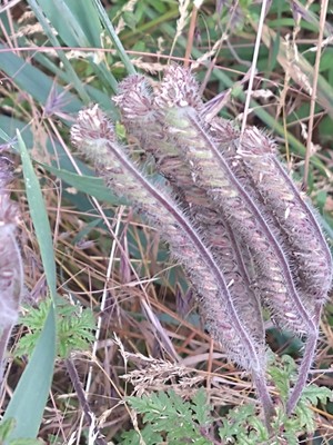 photo of Phacelia