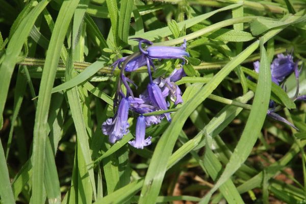 photo of Bluebell