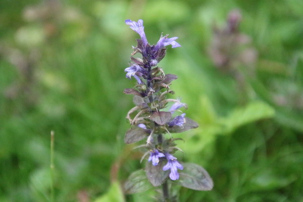 photo of Bugle