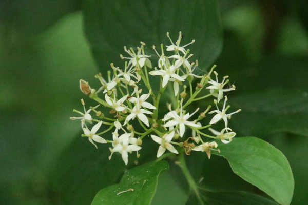 photo of Dogwood
