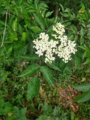 photo of Elder