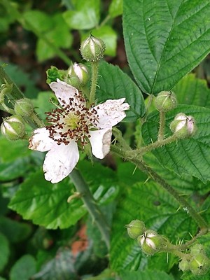 photo of Dewberry