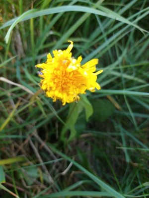 photo of Dandelion