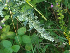 photo of Mugwort