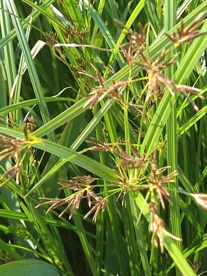 photo of Galingale