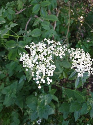 photo of Elder