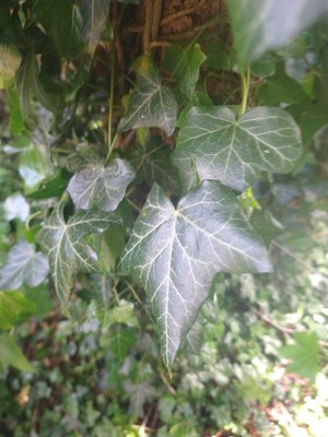 photo of Ivy