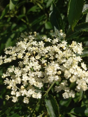 photo of Elder