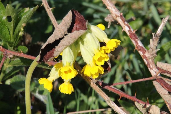 photo of Cowslip
