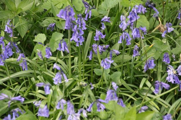 photo of Bluebell