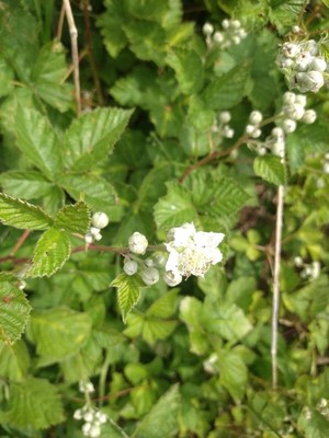 photo of Dewberry