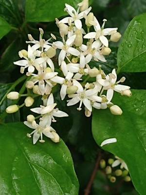 photo of Dogwood