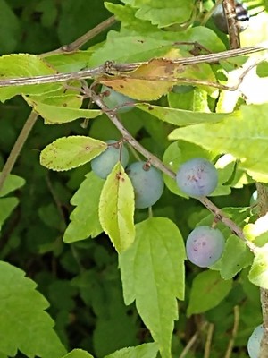 photo of Blackthorn