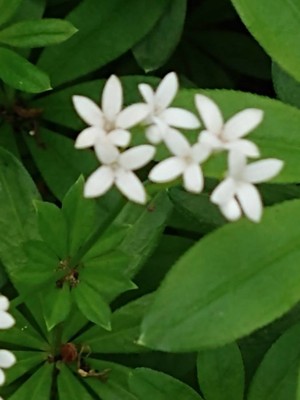 photo of Woodruff